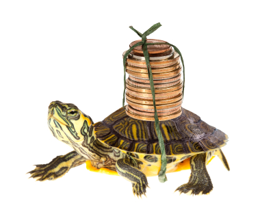 A humorous image of a small turtle with a pile of coins strapped to its back, symbolizing late or unmanaged membership dues.
